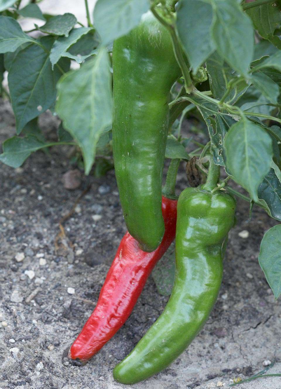 Harvest When Ready