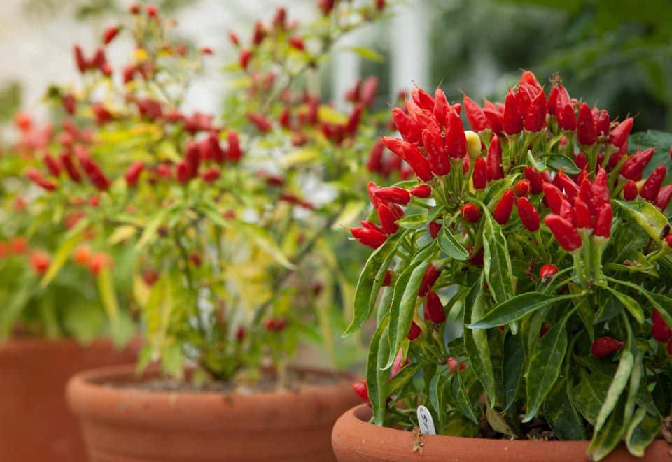 Pick the Right Pepper Plant