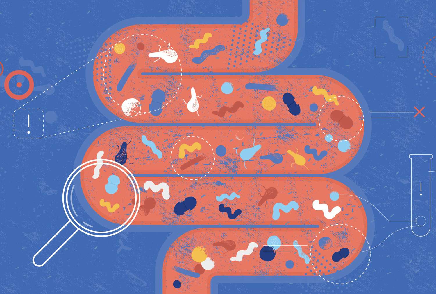 Illustration of gut bacteria